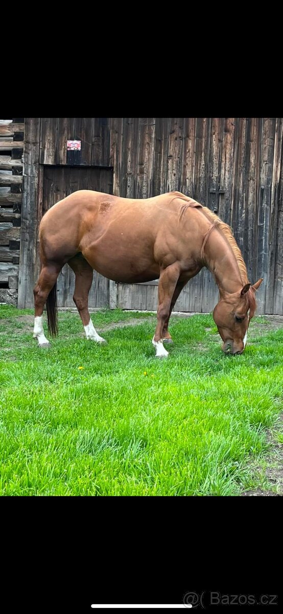Quarter horse
