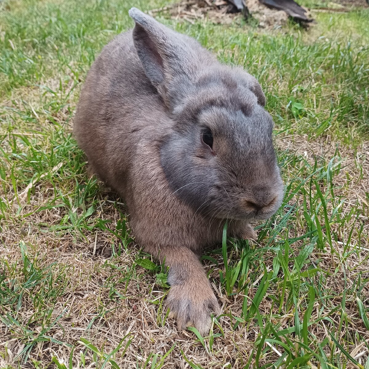 Králík