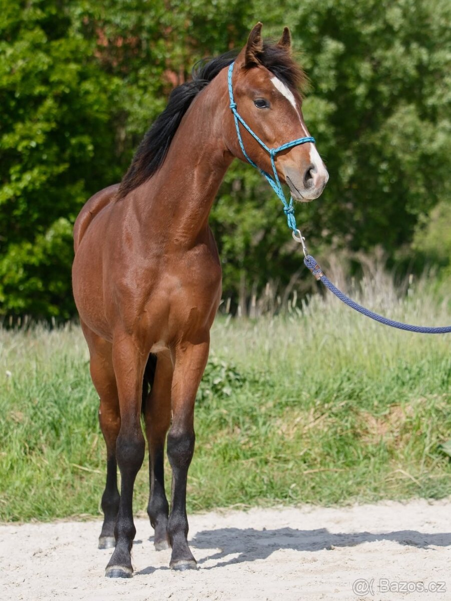 QH klisna