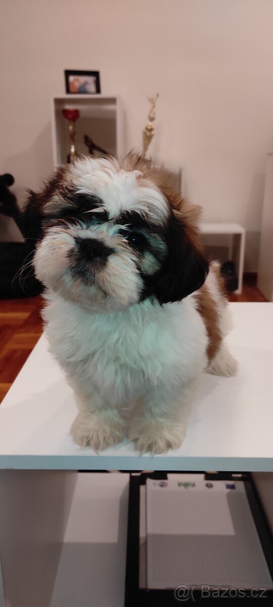 Shih Tzu štěňata s pp fenka