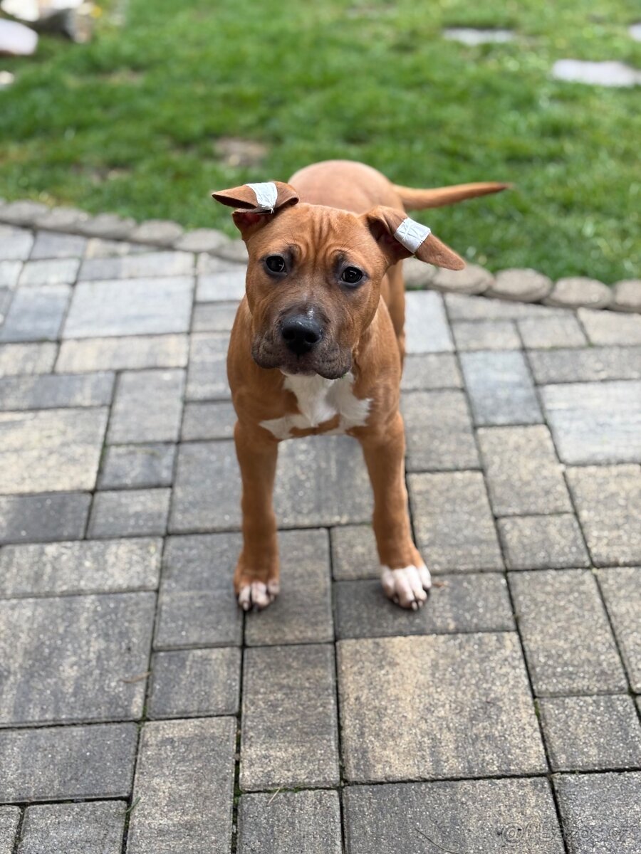 Americký stafordšírský teriér