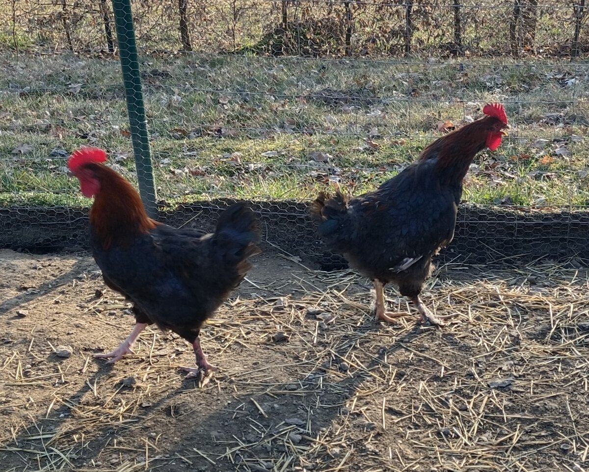 Maranska měděnokrká kohout