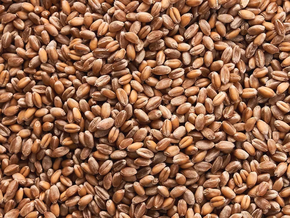 Pšenice ozimá krmná 4300KČ/t