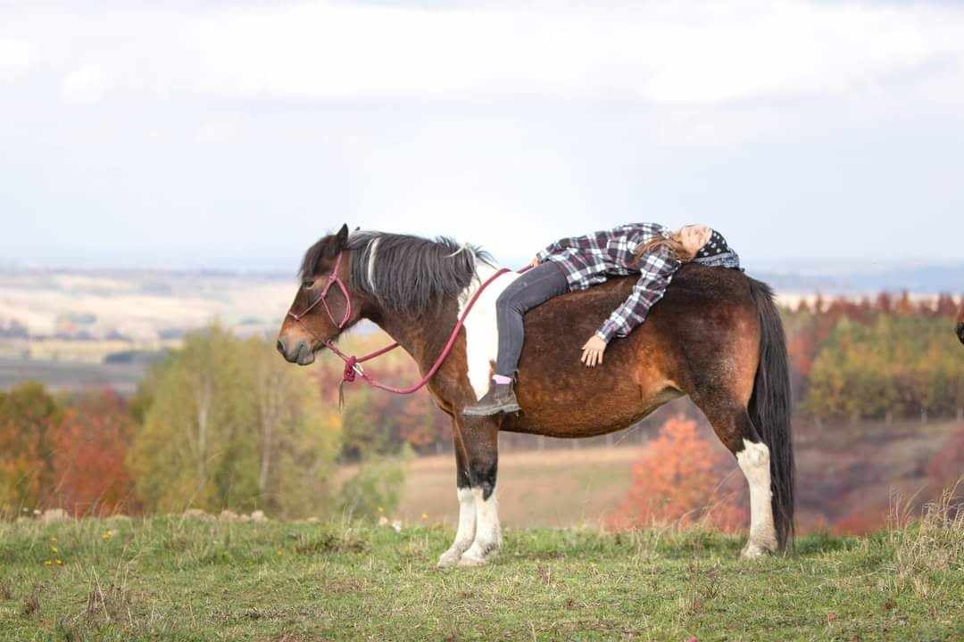 Huculská klisna, hucul, Tobiano, pony, malý kůň