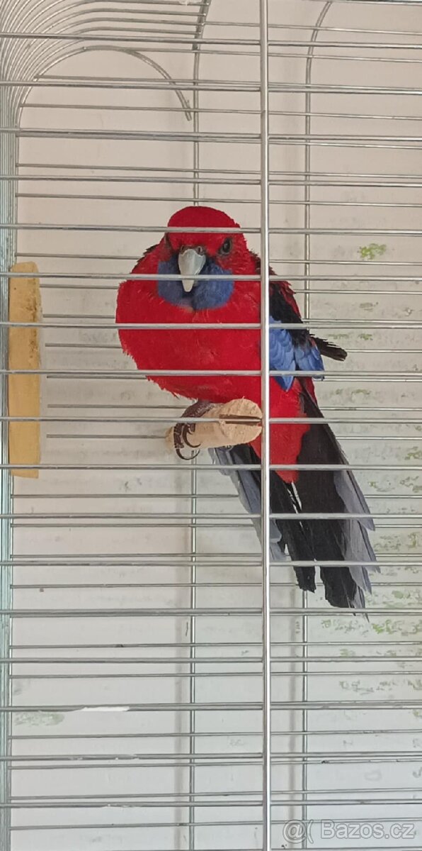 Rozela
