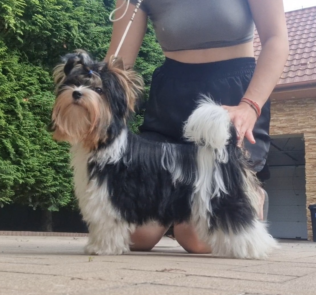 Biewer Terrier s PP FCI