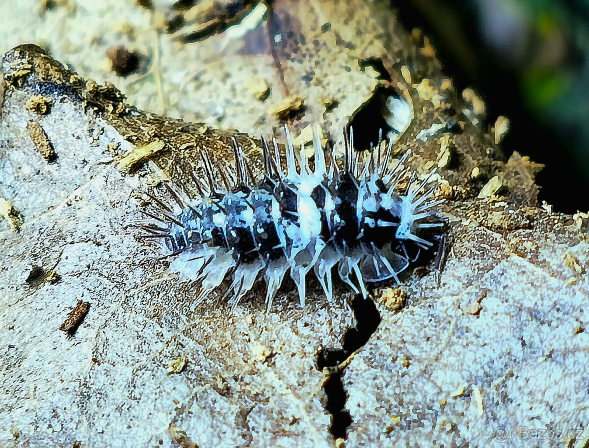 Isopody