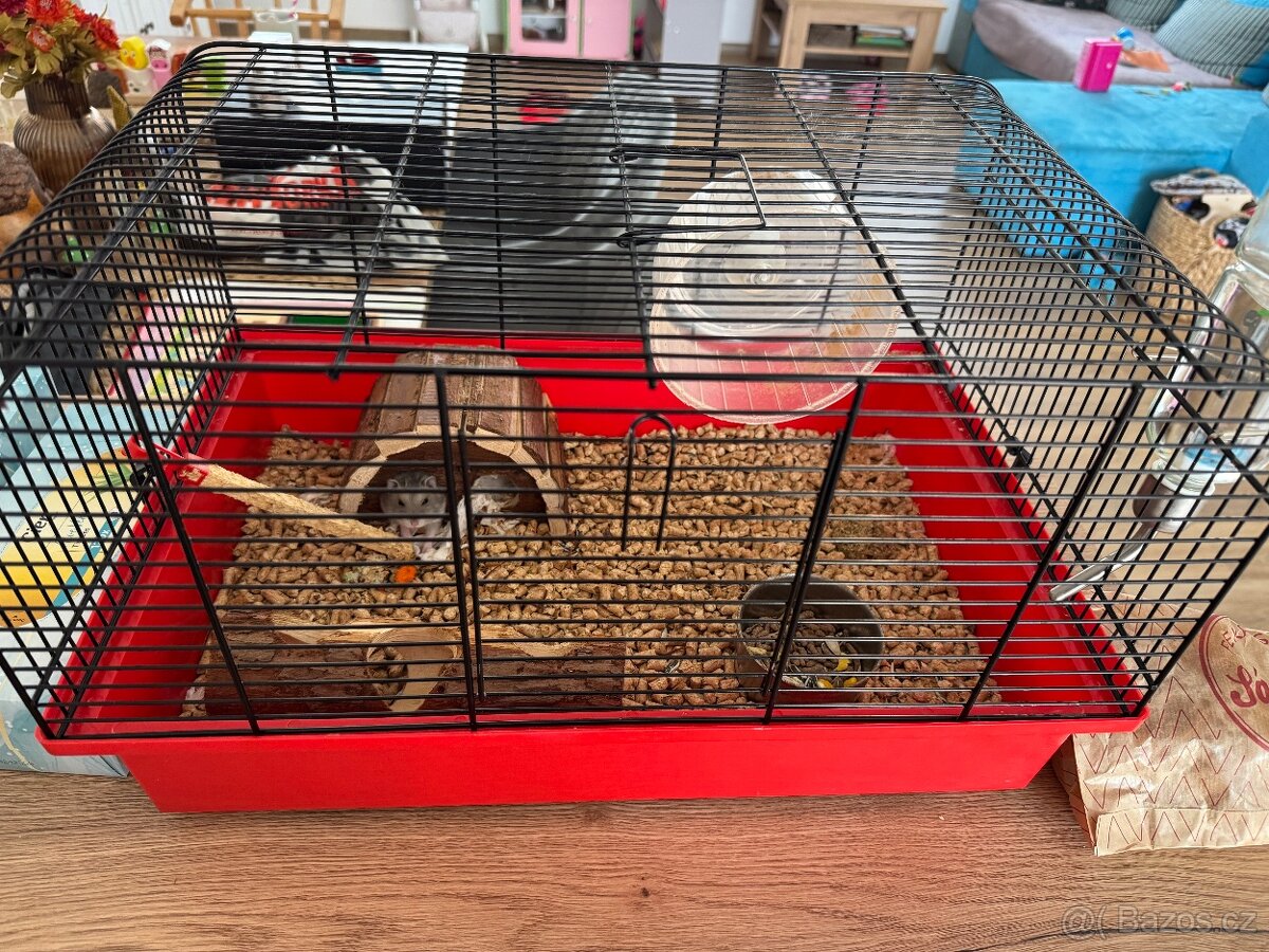 Křeček džungarský