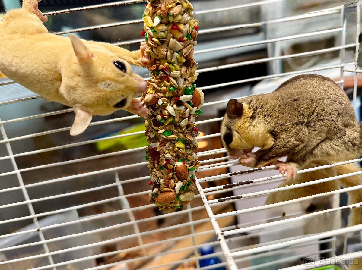 Vakoveverka létavá