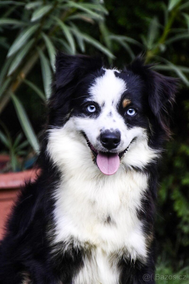 Miniaturní americký ovčák