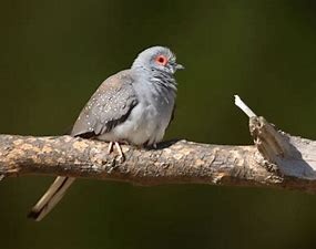 Holoubek diamantový