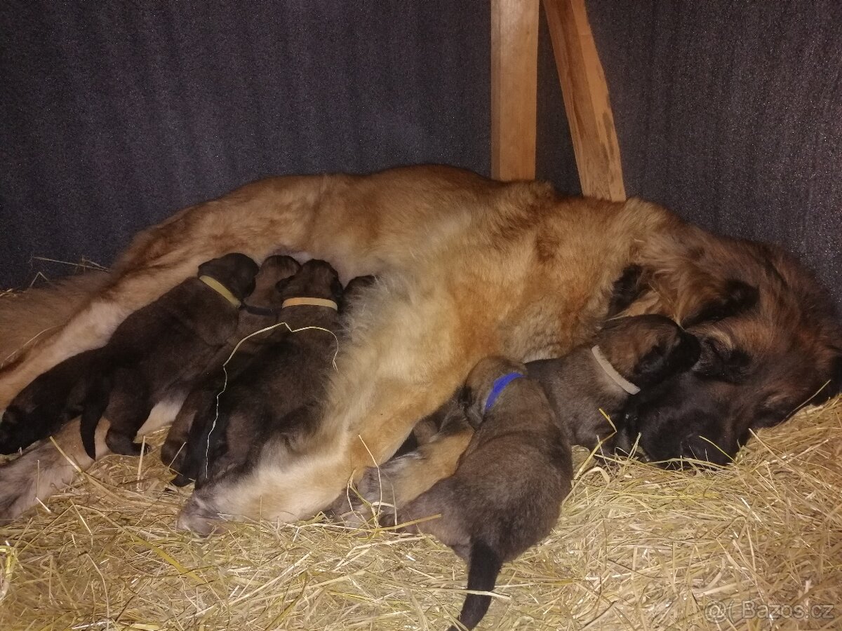 Leonberger