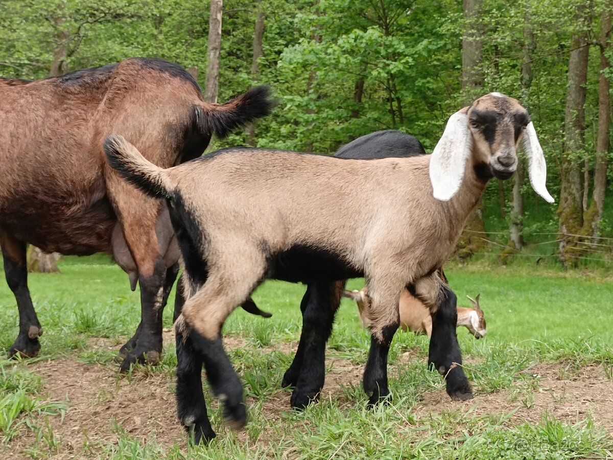 Podílová anglonubijska kozicka