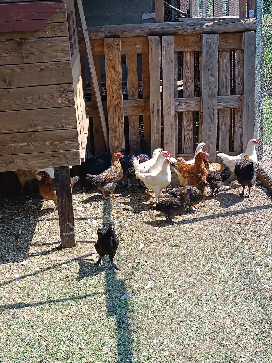 Slepičky mix.