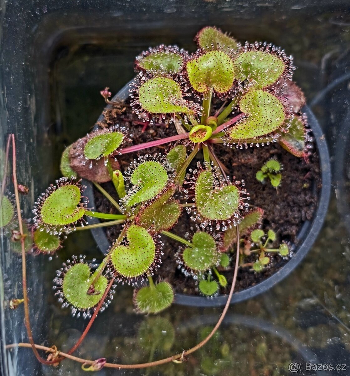 Pralesní rosnatka - D. prolifera, D. adelae