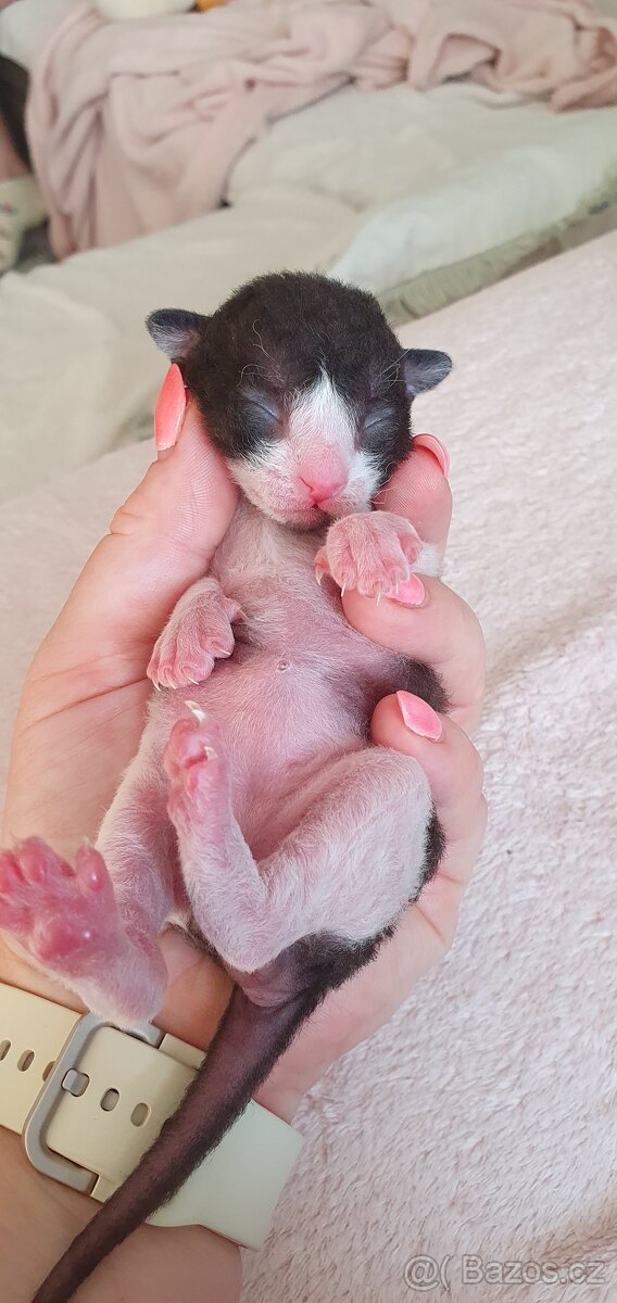 Cornish rex s PP