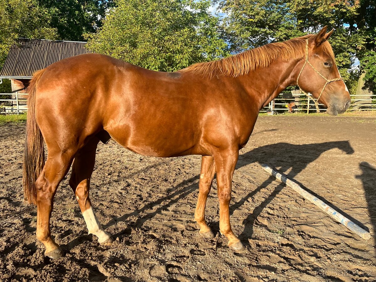 Valach Quarter Horse