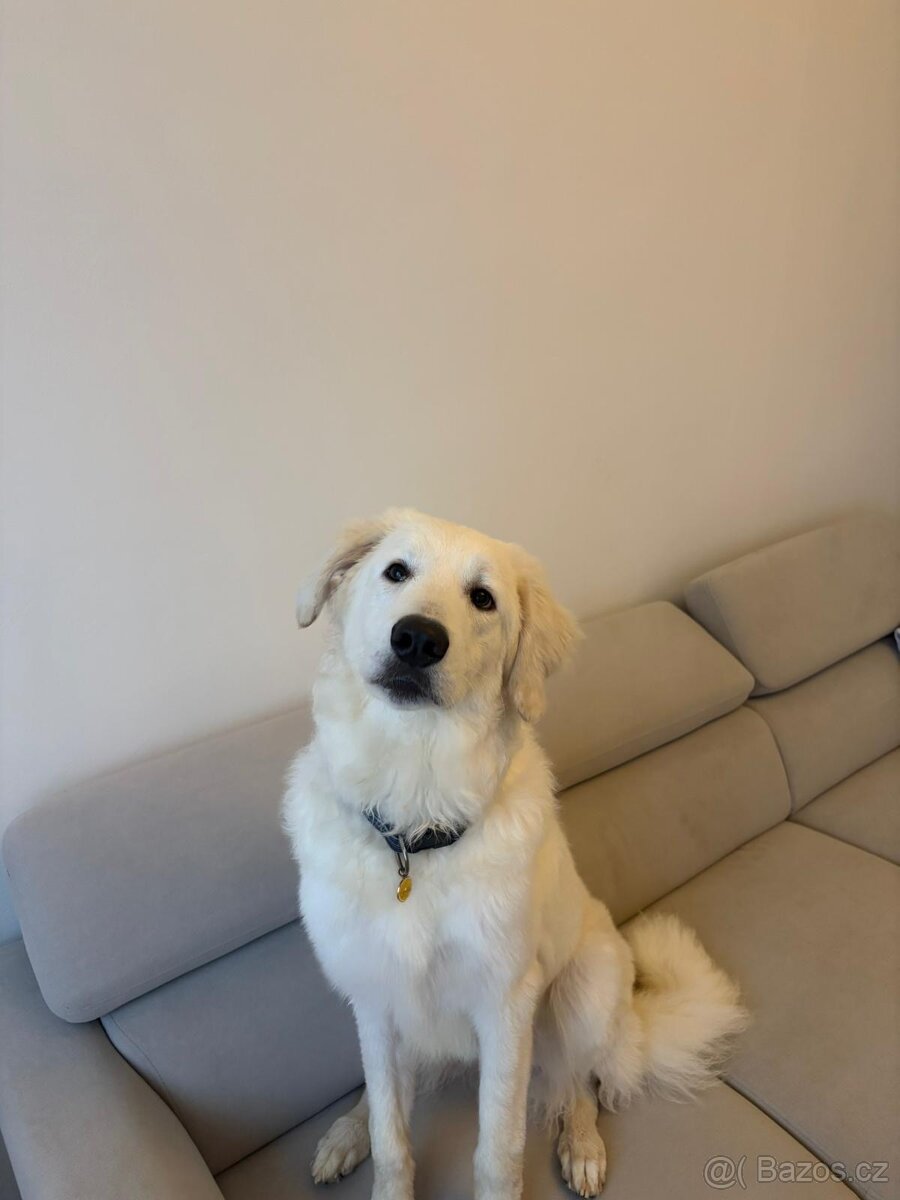 štěně 8 měsíční