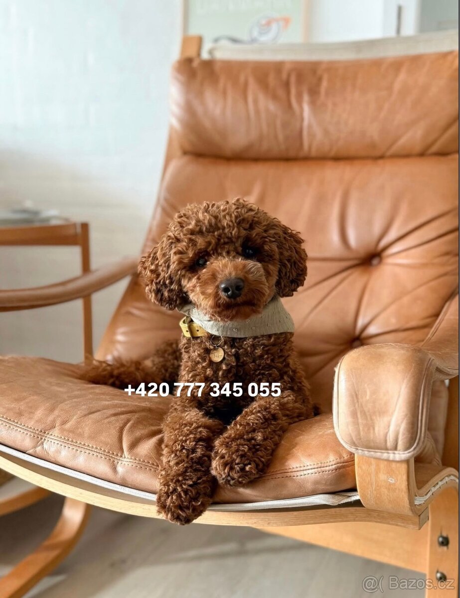 Toy pudl chlapeček Toy Poodle Male boy Red Brown