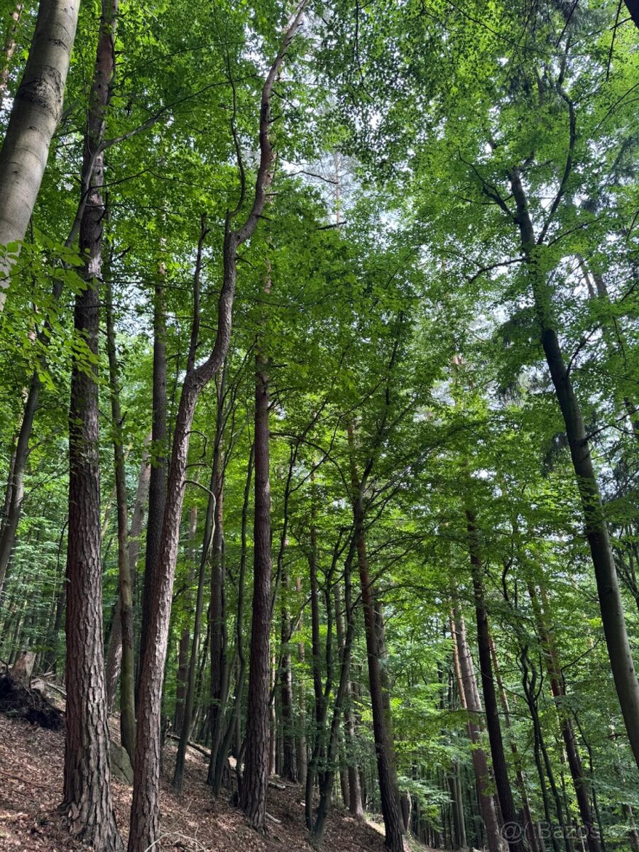 Prodám lesní pozemky v k.ú. Bohutín nad Moravou