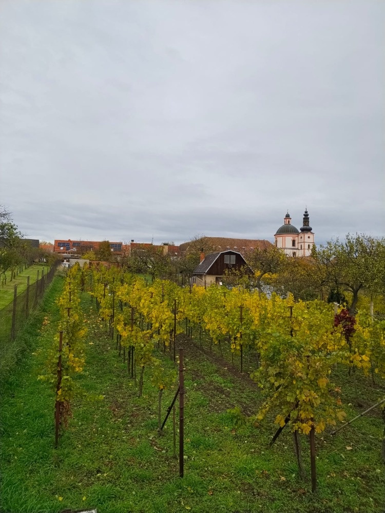 zahrada k pronájmu - skvělá lokalita, rekreace, vinohrad