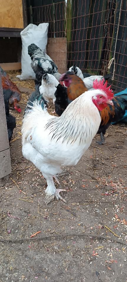 kohout původ sundheimer