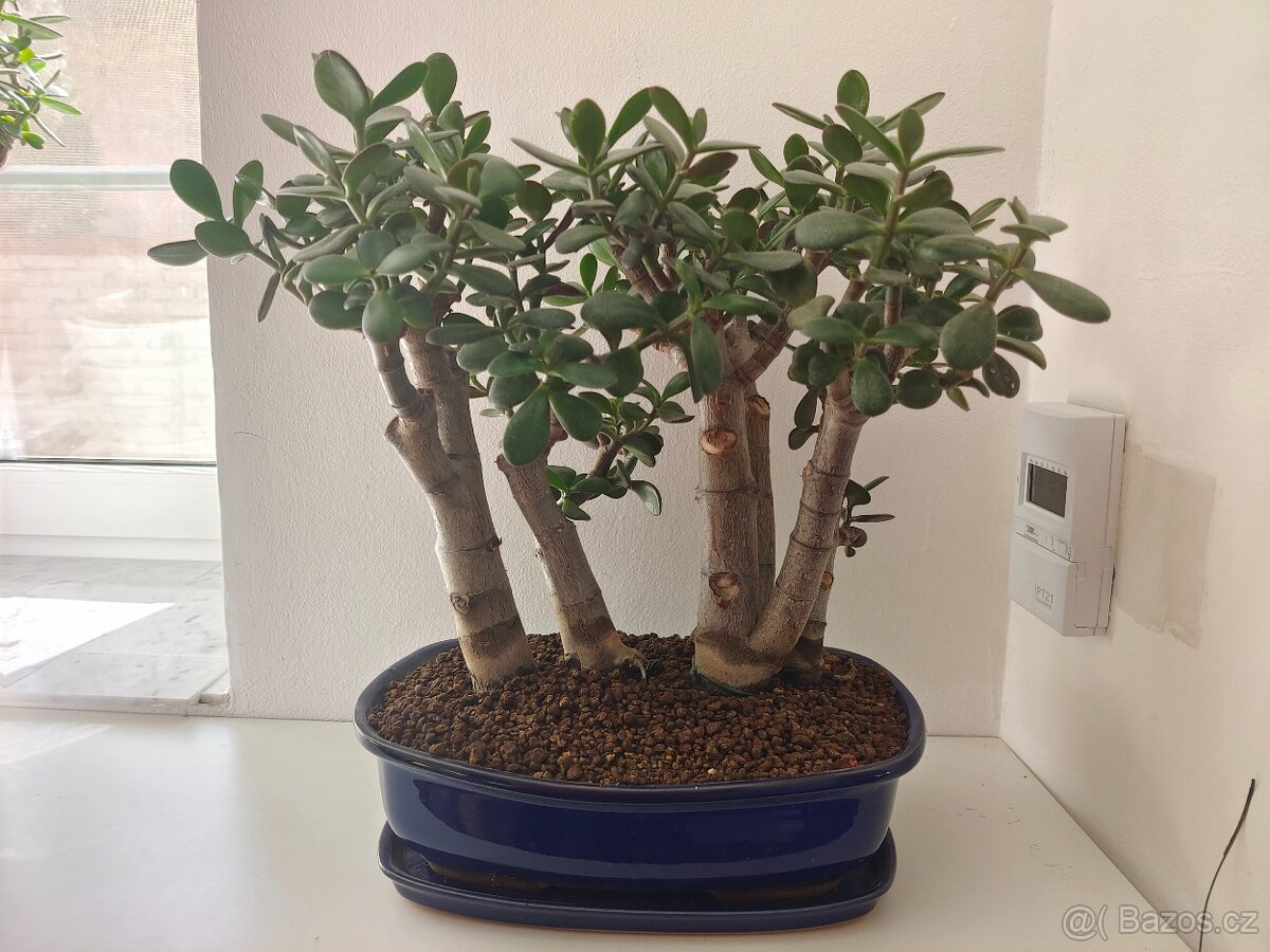 Bonsai lesík tlustice