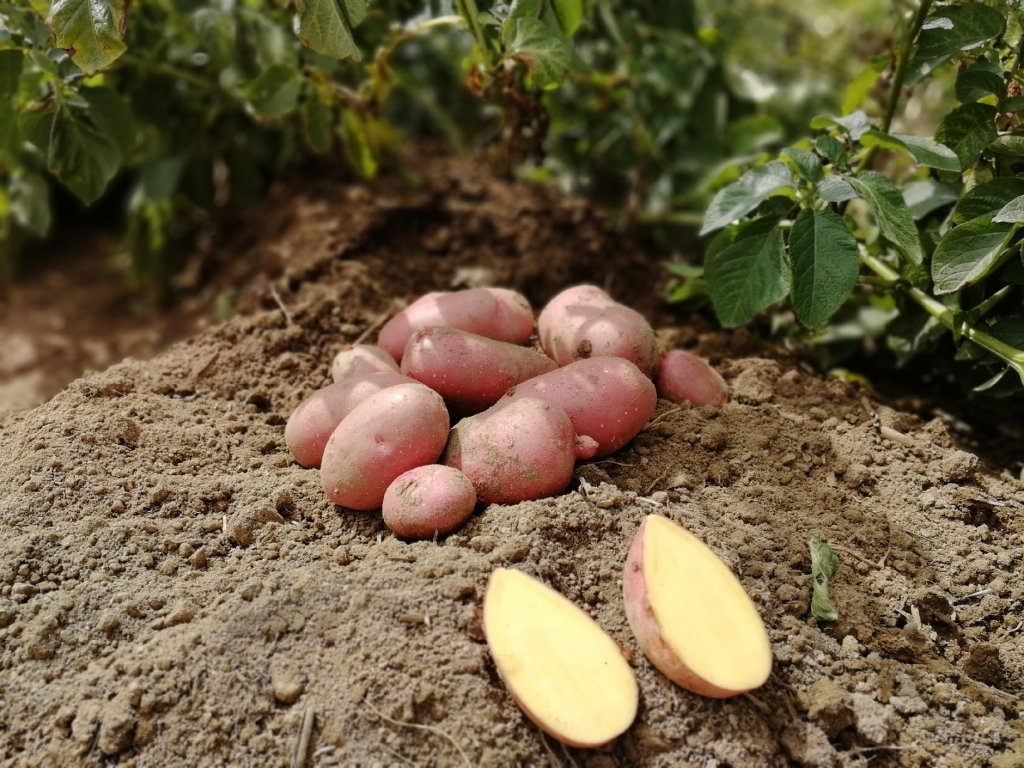 Konzumní brambory-červené