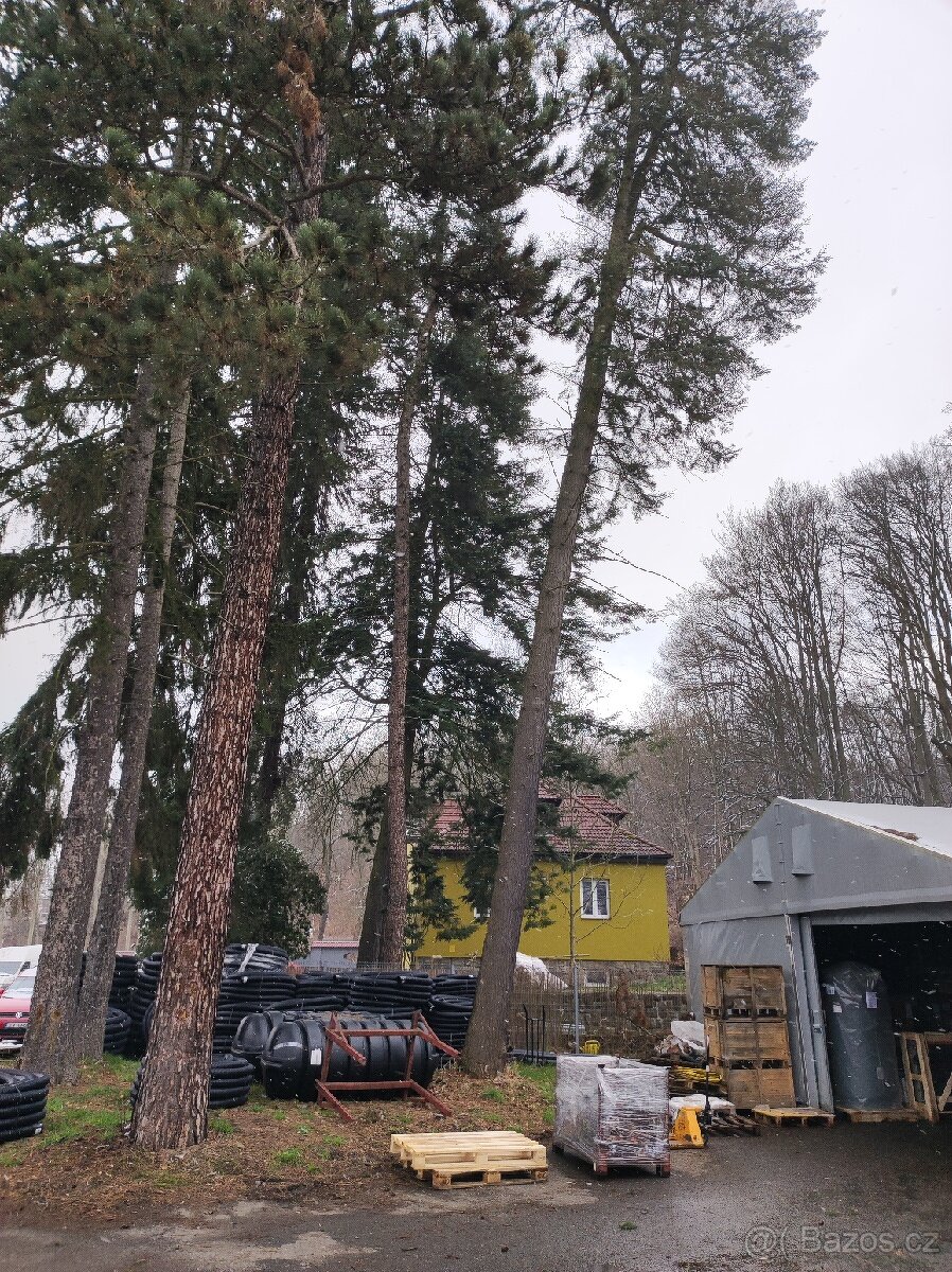 Daruji dřevo 5ks vzrostlých stromů za pokácení.