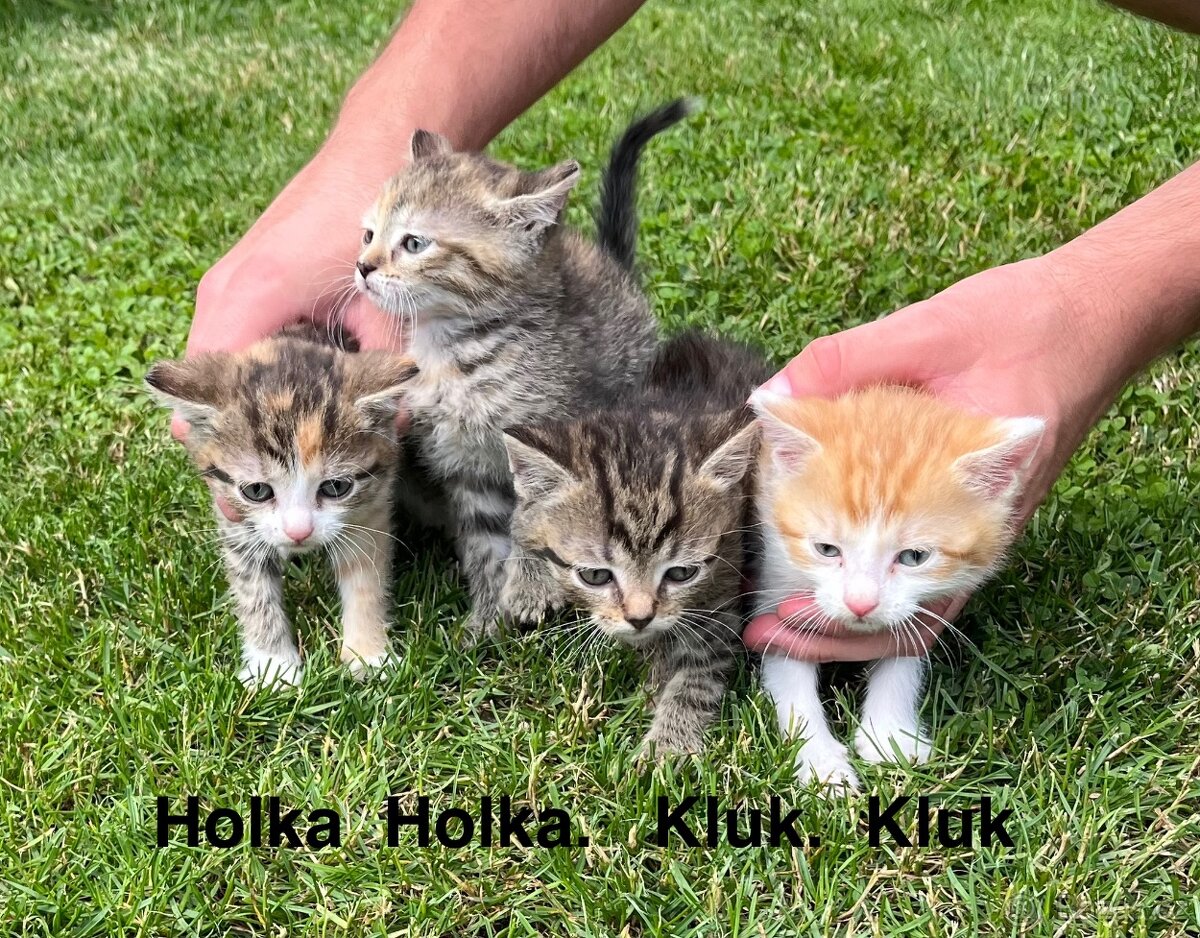 Koťata