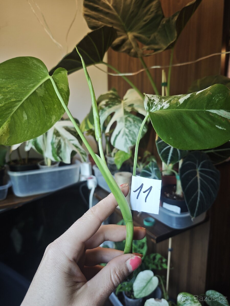 Monstera alba č.11