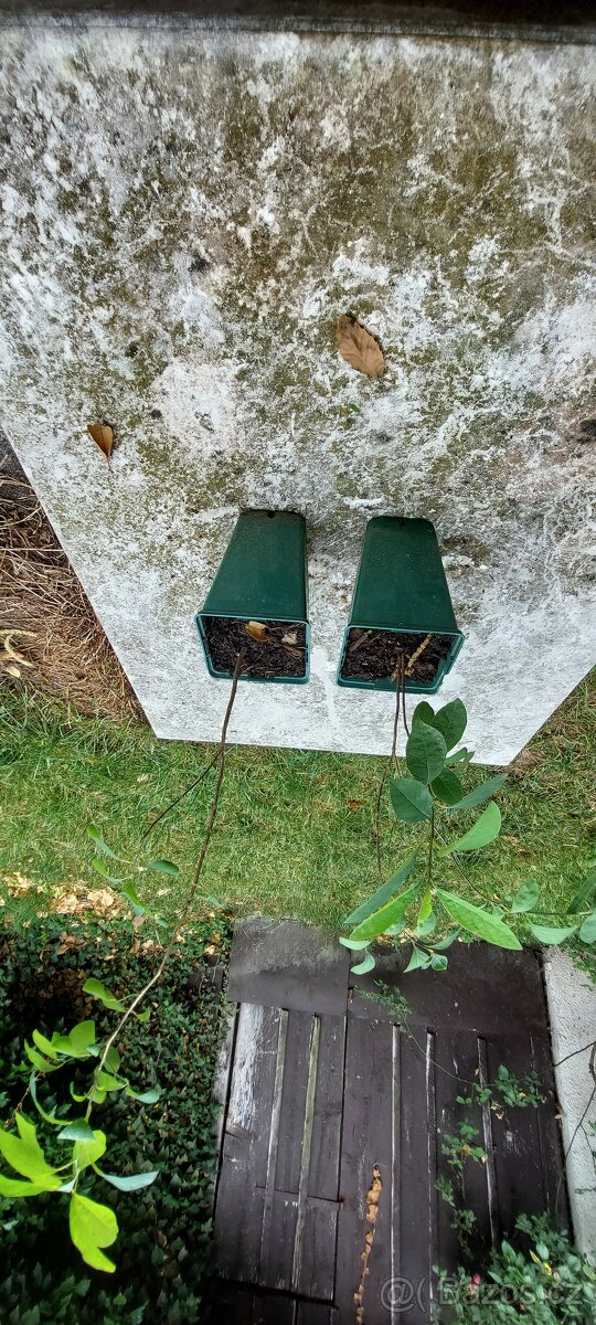 Lindera vonná - lindera benzoin