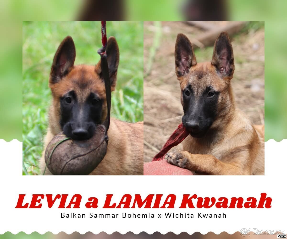 Belgický ovčák - Malinois, holčičky s PP
