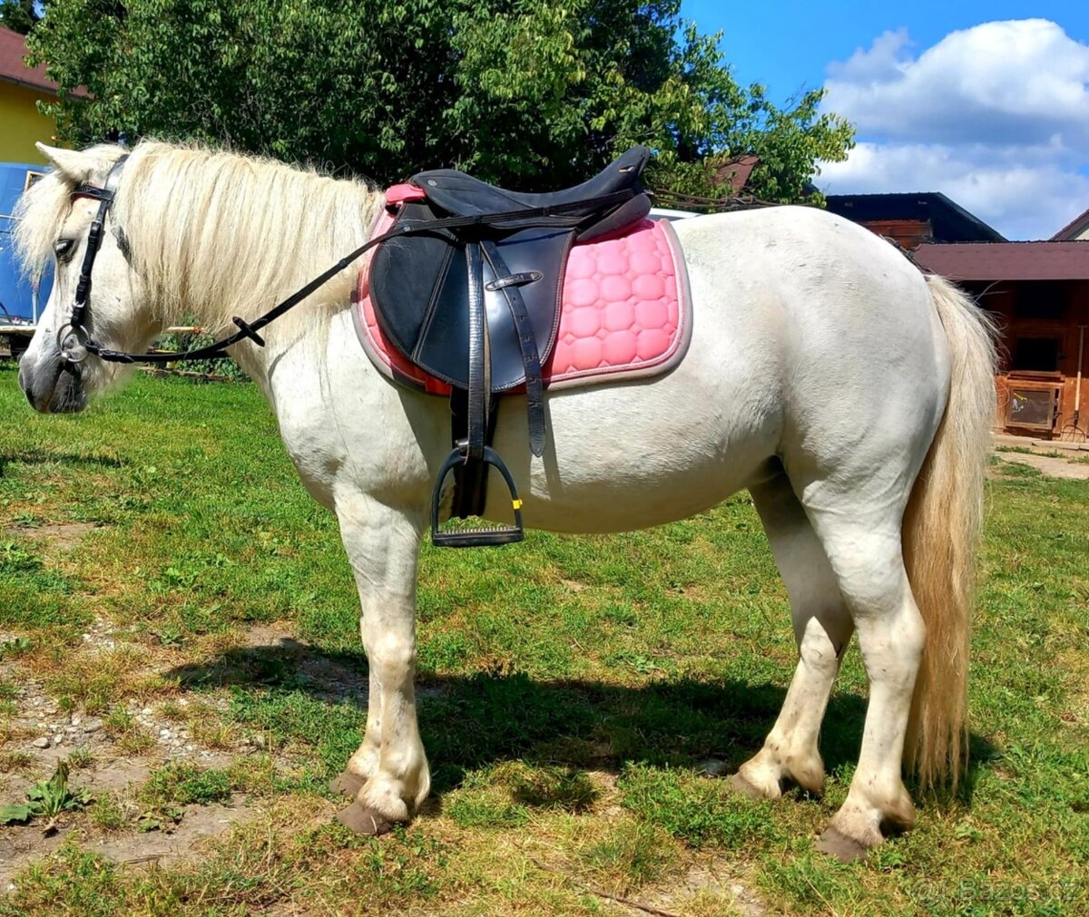 Pony kobylka