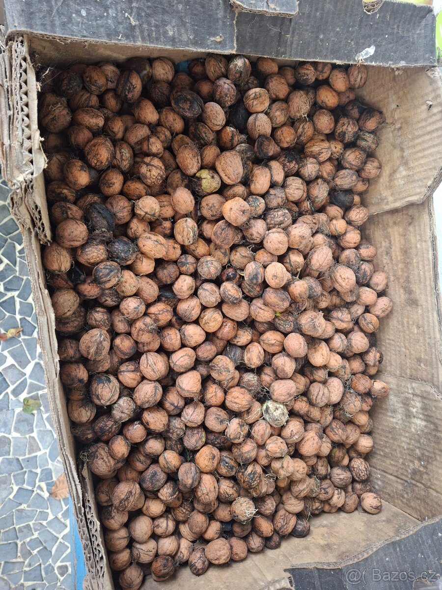 Vlašské ořechy neloupané