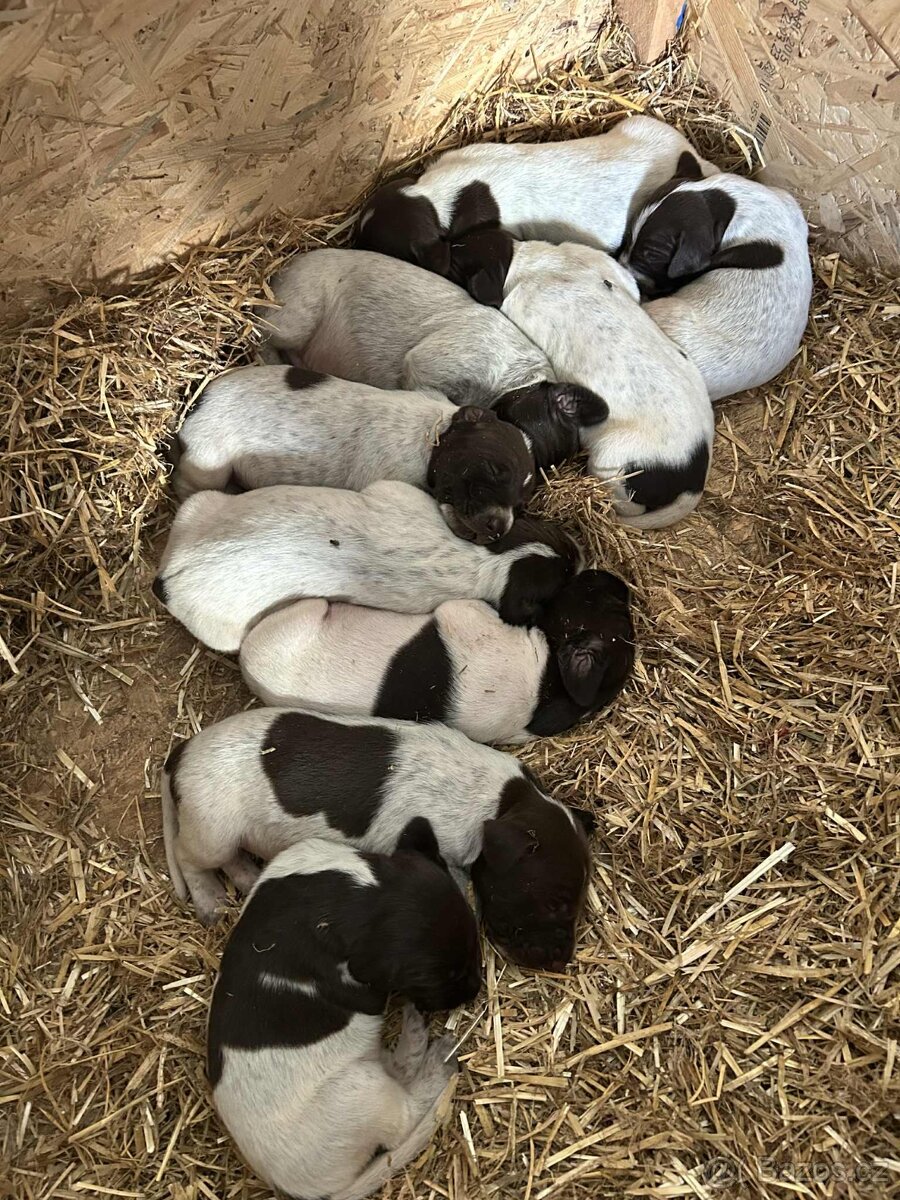 Německý krátkosrstý ohař s PP