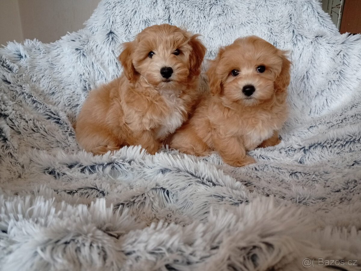 Maltipoo - inzerát platný do zmazania