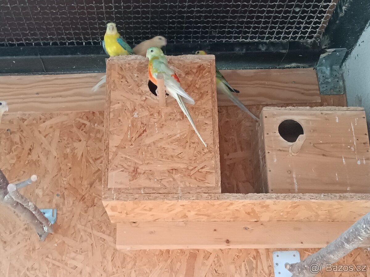 Papoušek zpěvavý - chovný pár