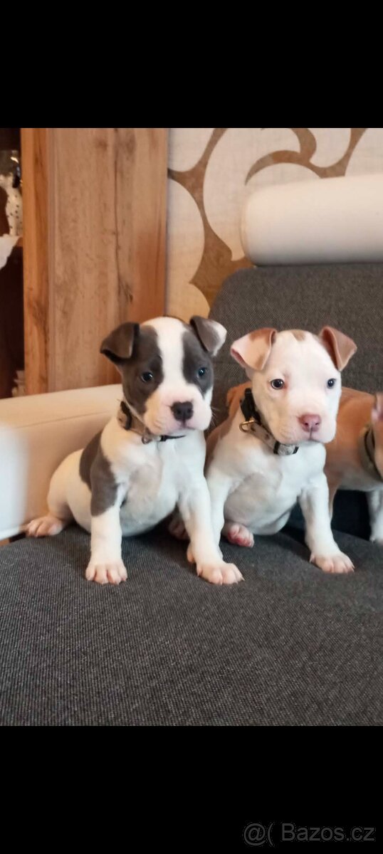 Stafordšírský bulteriér