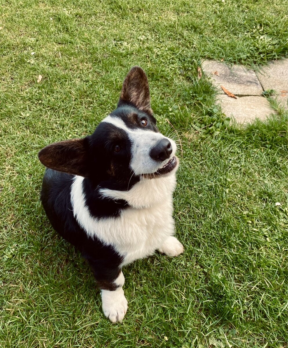 Welsh corgi cardigan