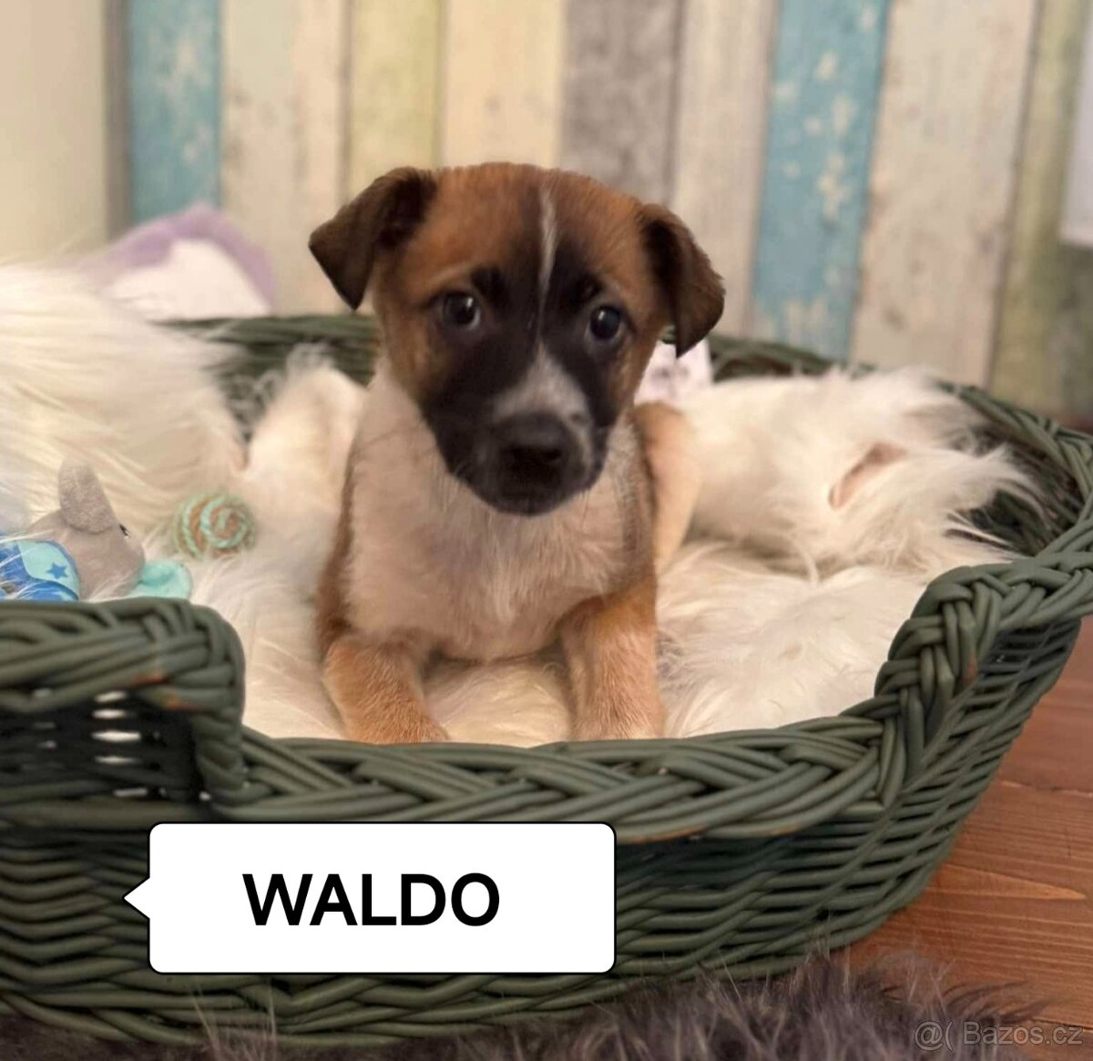 Waldo, Will a Winston - štěňátka, chlapečci