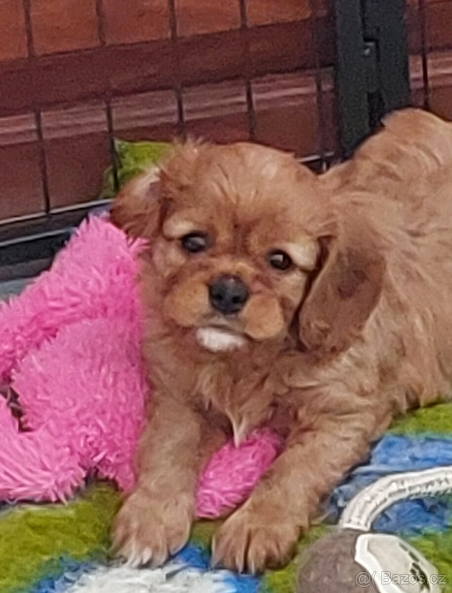 Kavalír king charles spaniel - štěňátka