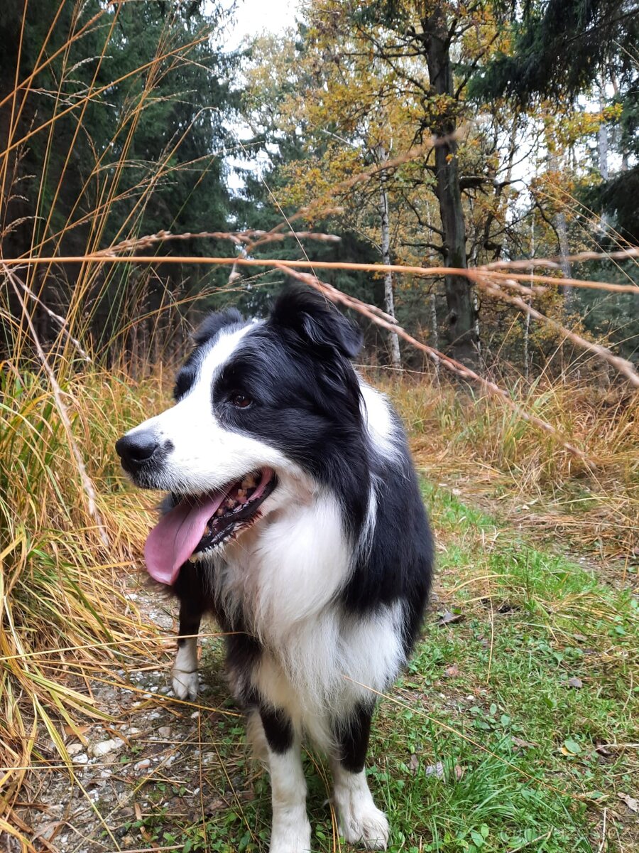 Dám do dobrých rukou pejska