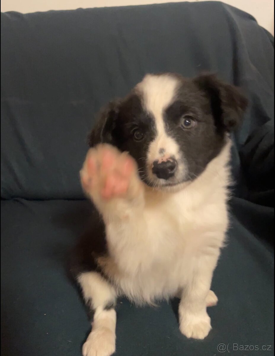 Štěňátka kříženci border kolie