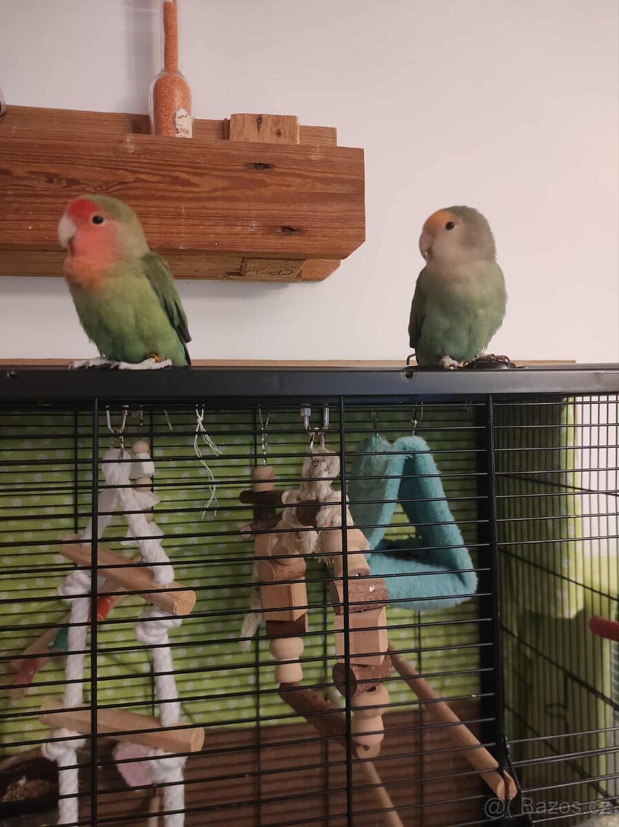 Agapornis růžohrdlý