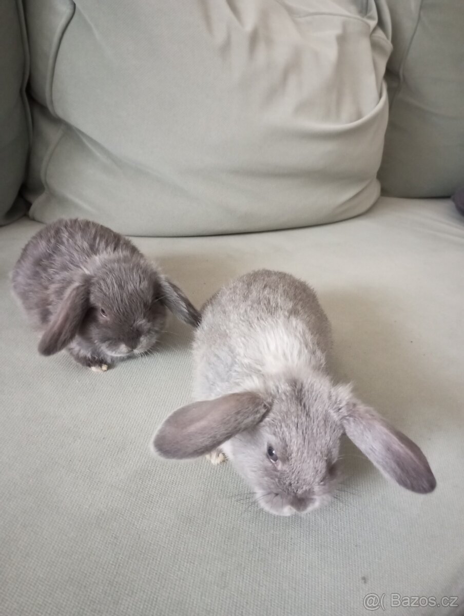 Zakrslý beránek králíček