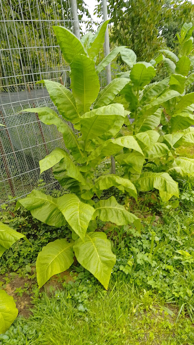 Tabák Burley semínka