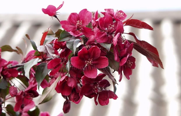 Jabloň Rajská Royalty