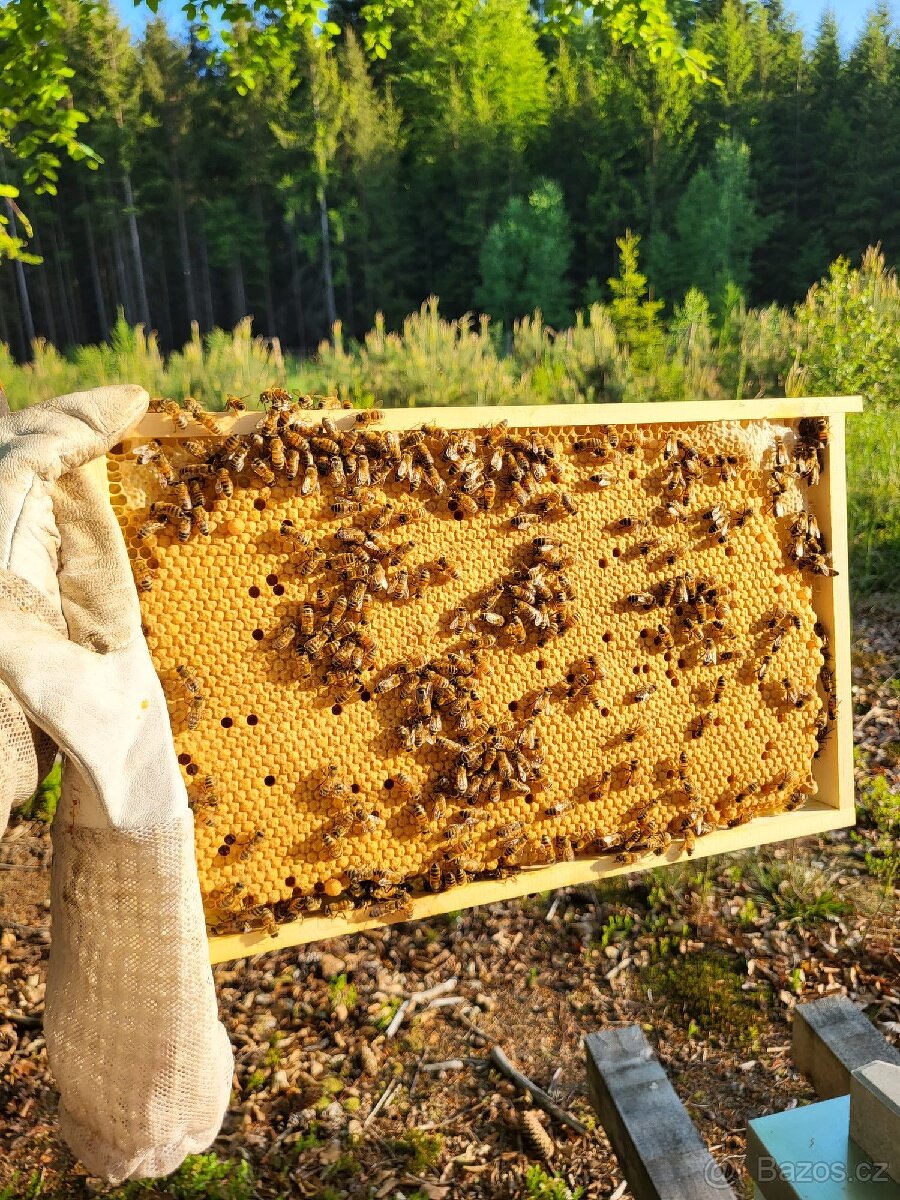 Včelí oddělky, matky buckfast