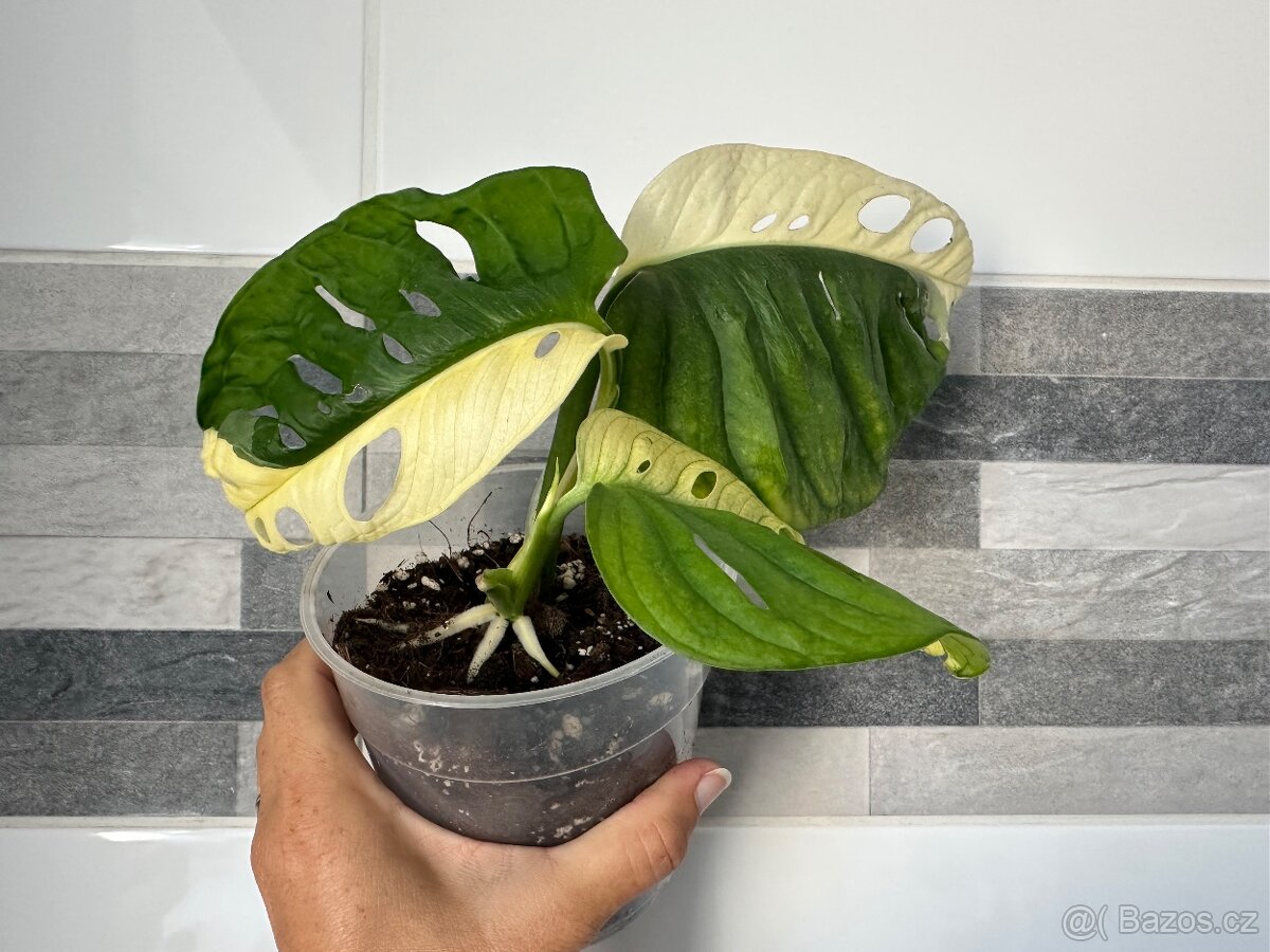 Monstera Adansonii Japanese Tricolor